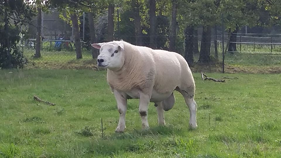 TEXEL