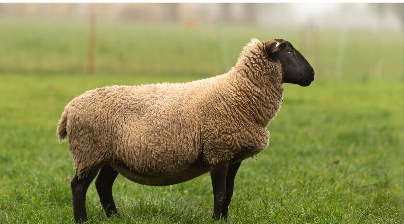Suffolk
