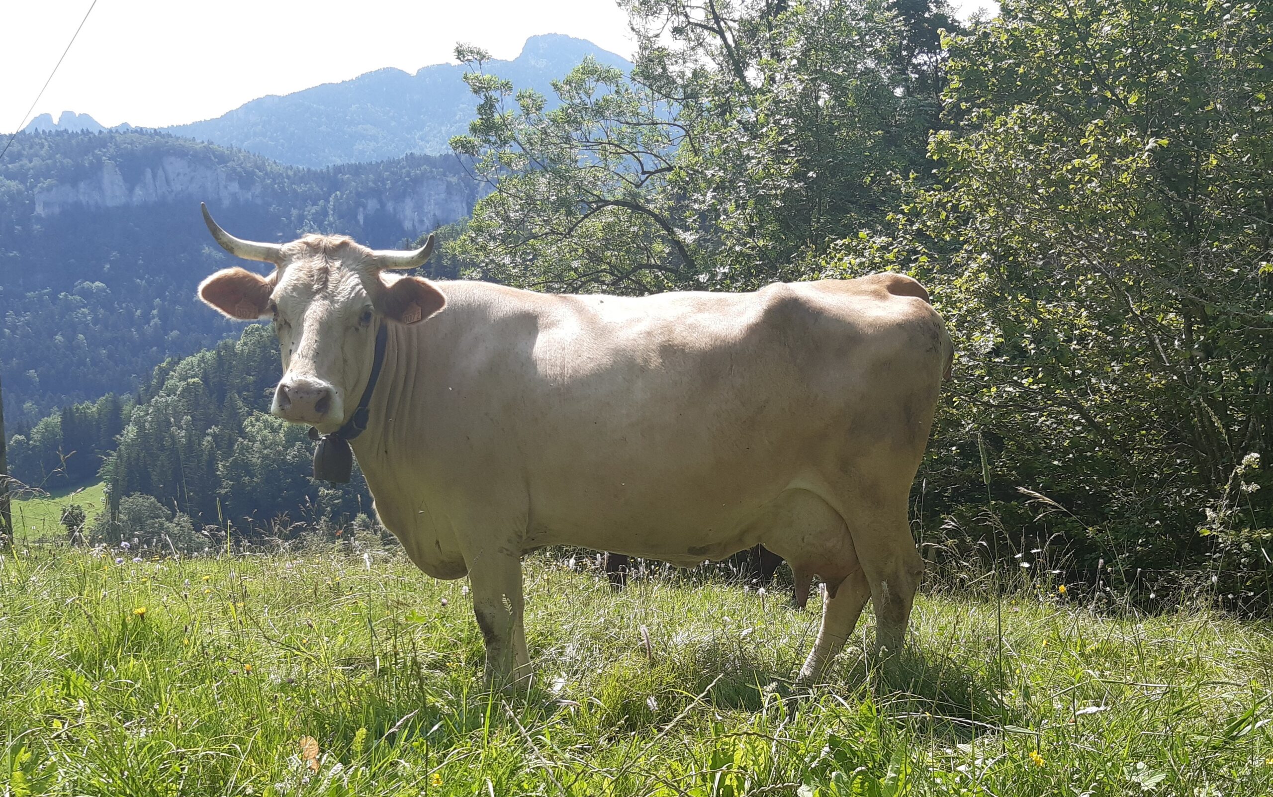 Villard de Lans
