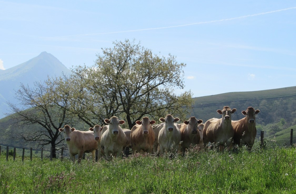 Blonde d'Aquitaine