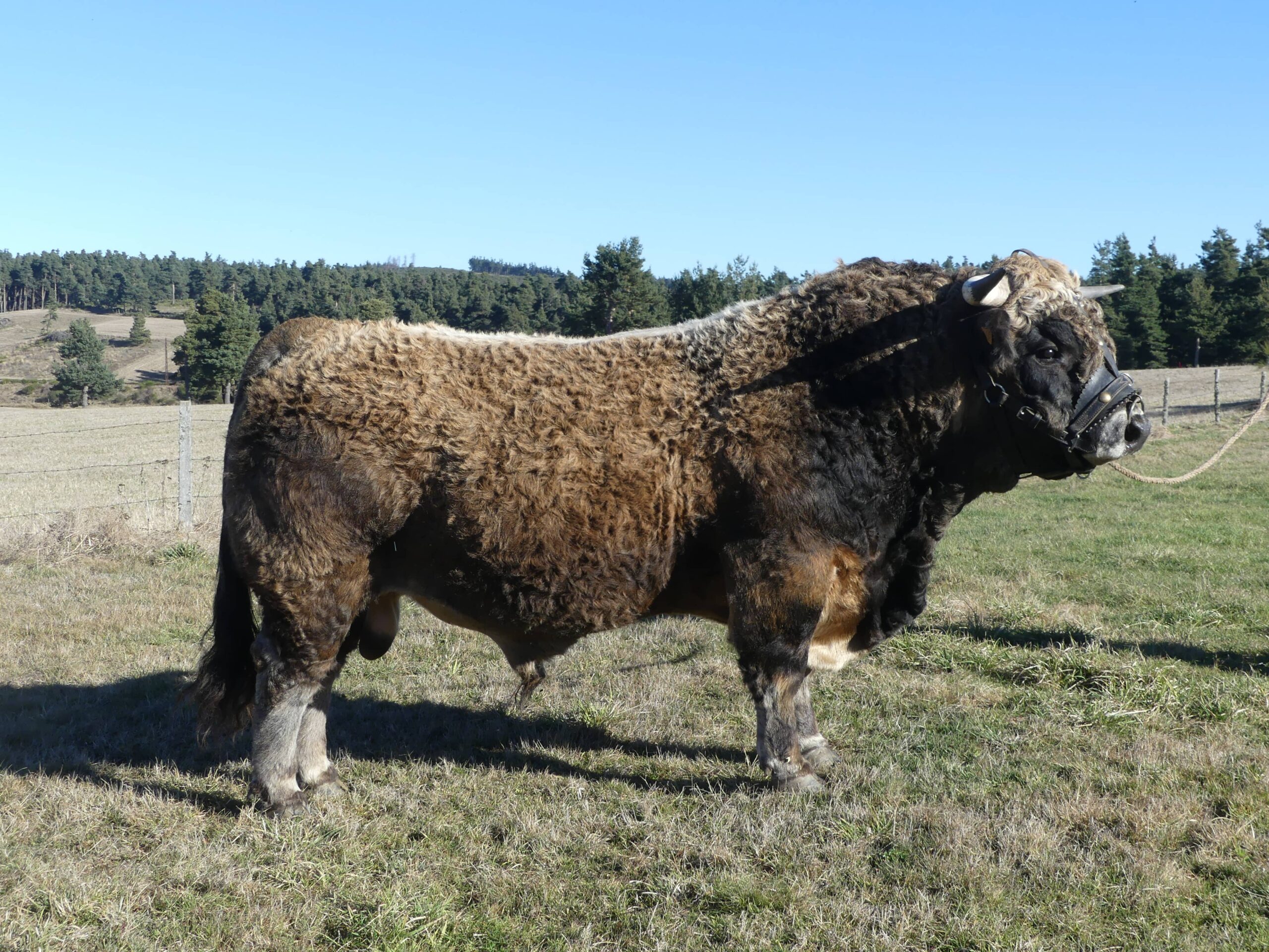 Aubrac