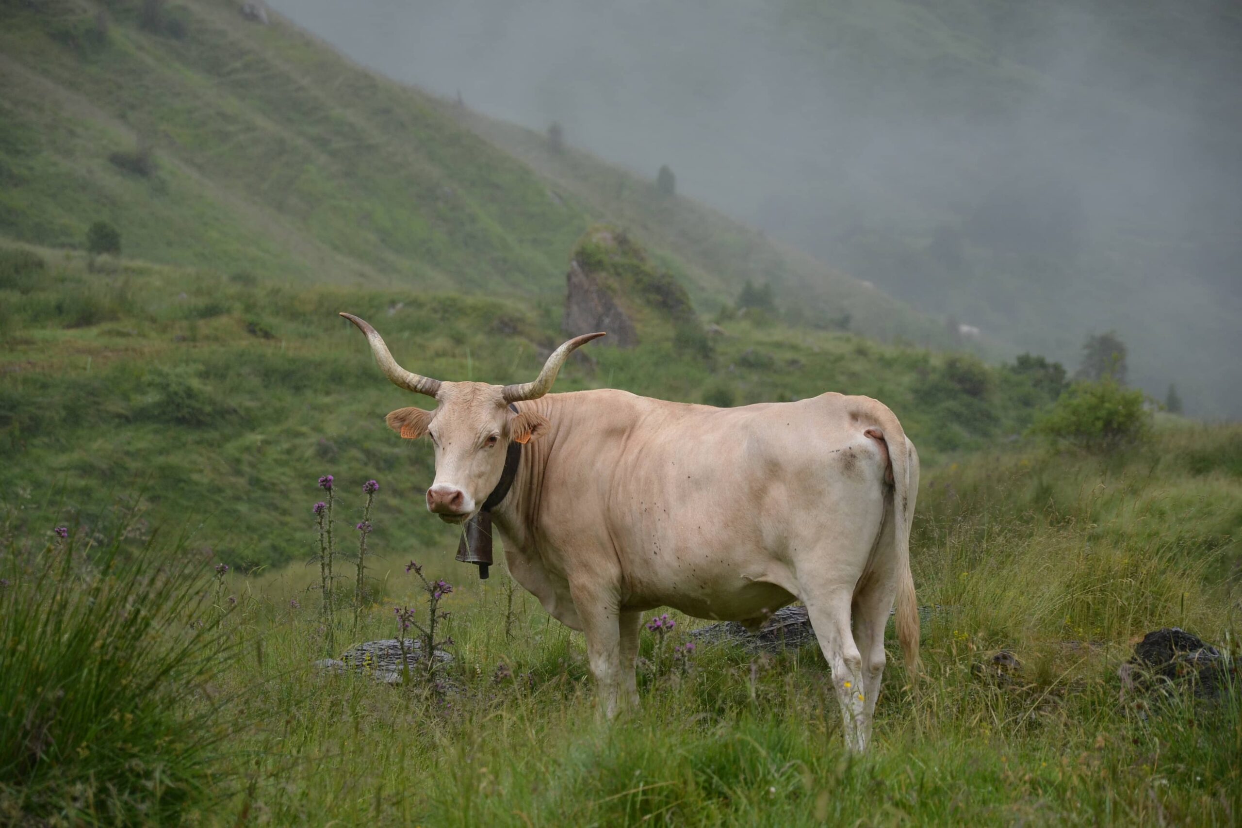 Béarnaise