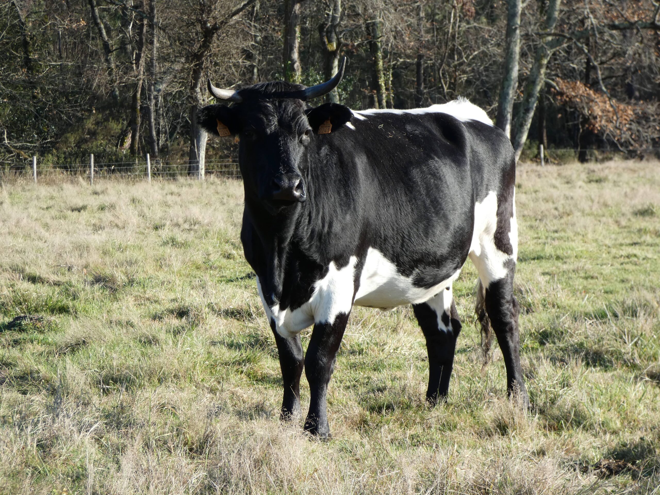 Bordelaise