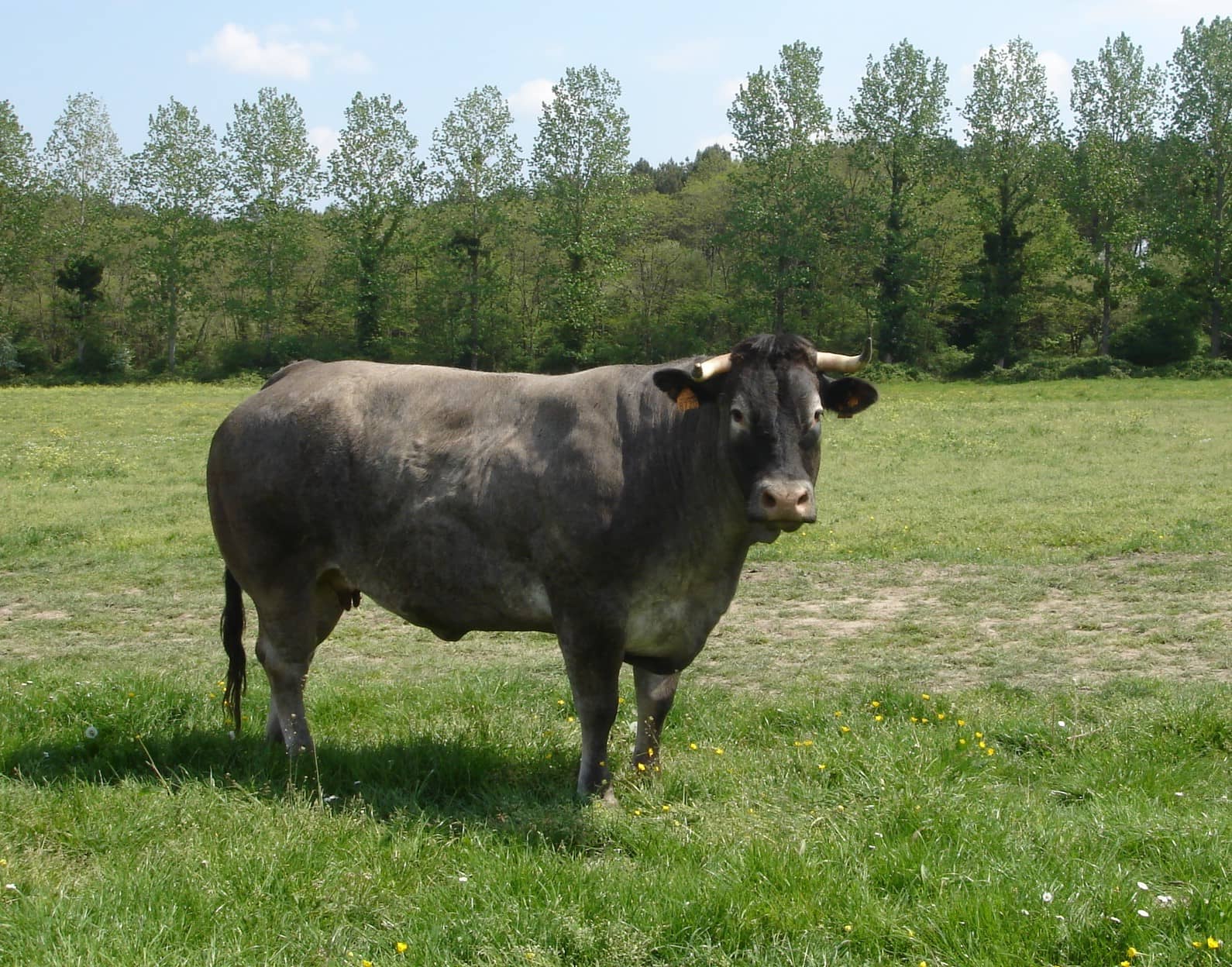 Bazadaise