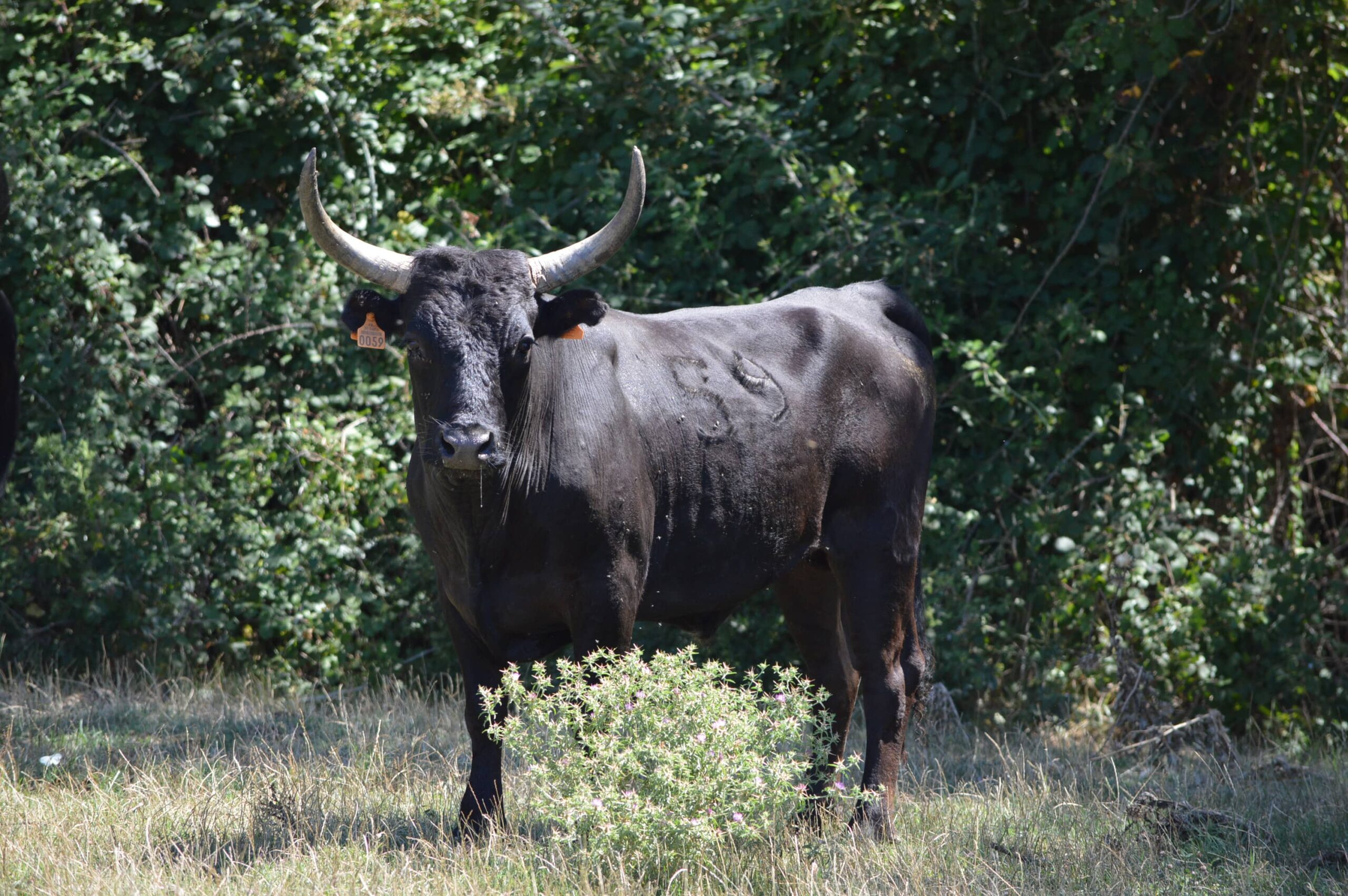 Raço di Biòu