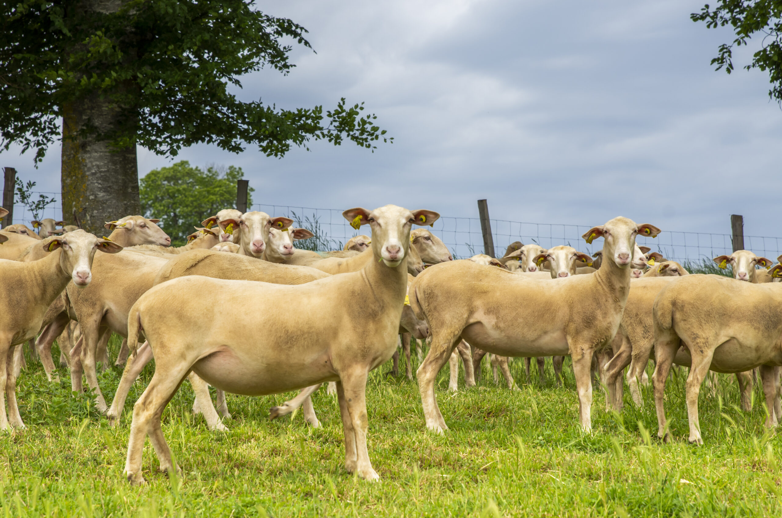 Lacaune viande