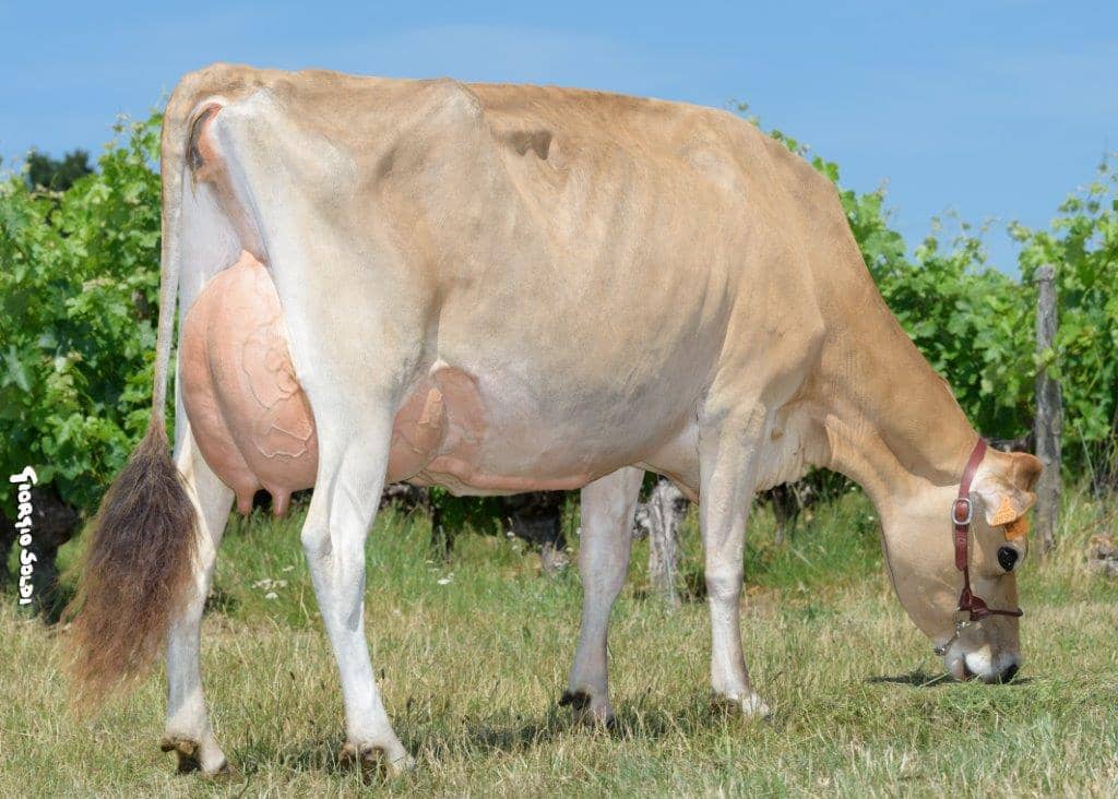 Jersiaise