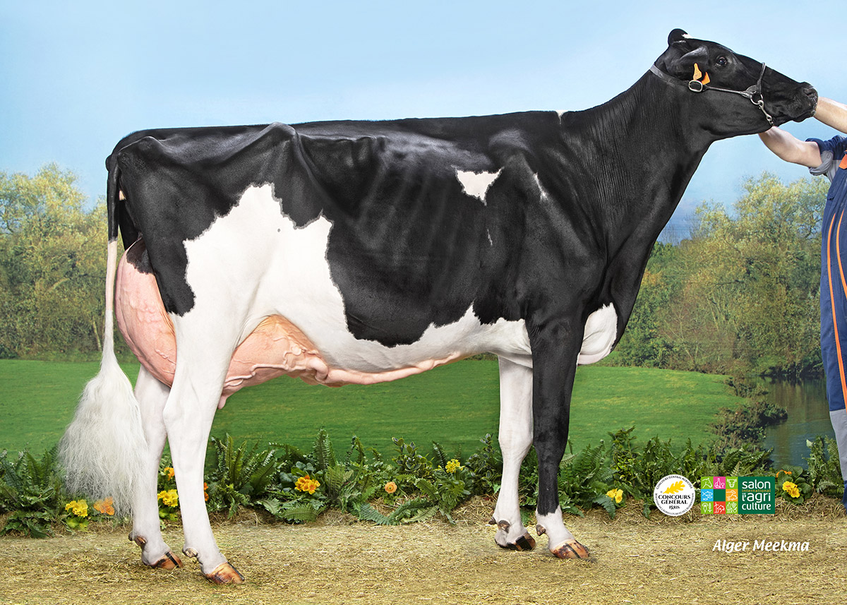 PRIM’HOLSTEIN