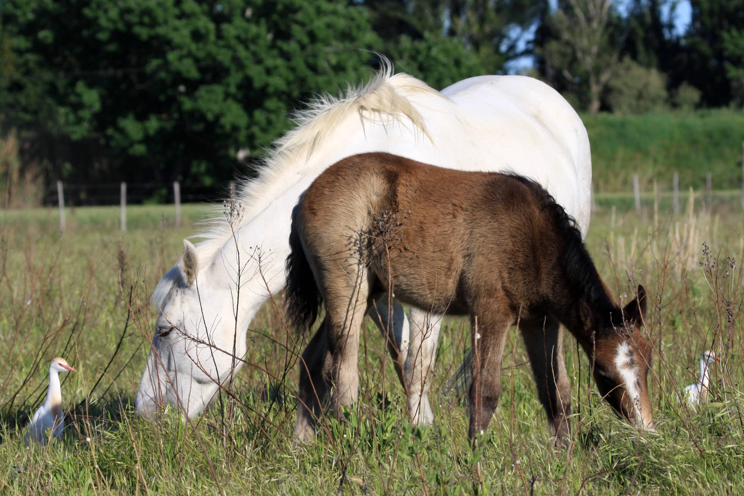 Camargue