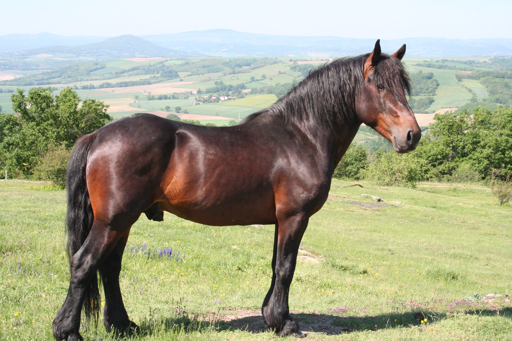 Cheval de Race Auvergne