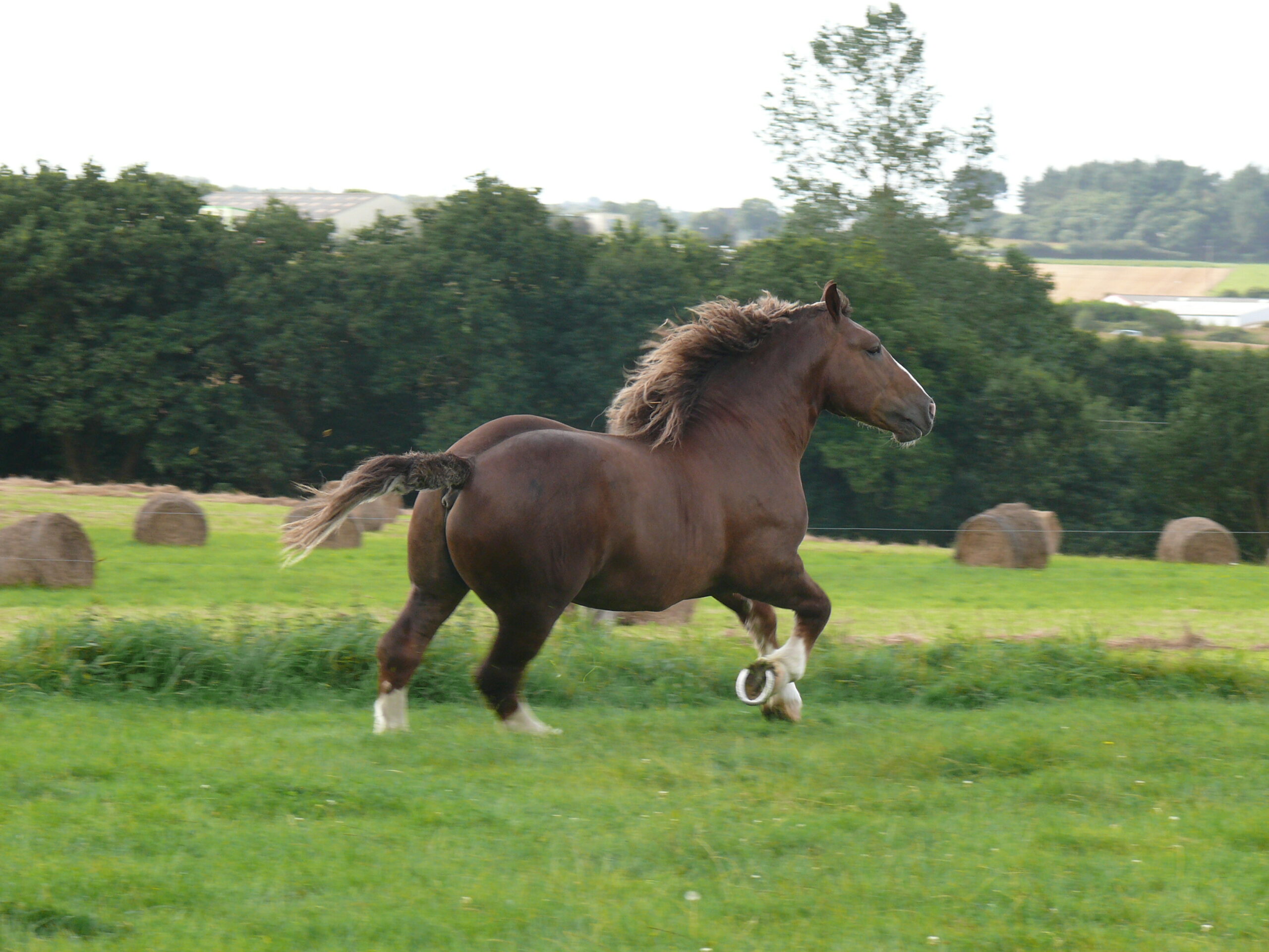 Trait Breton