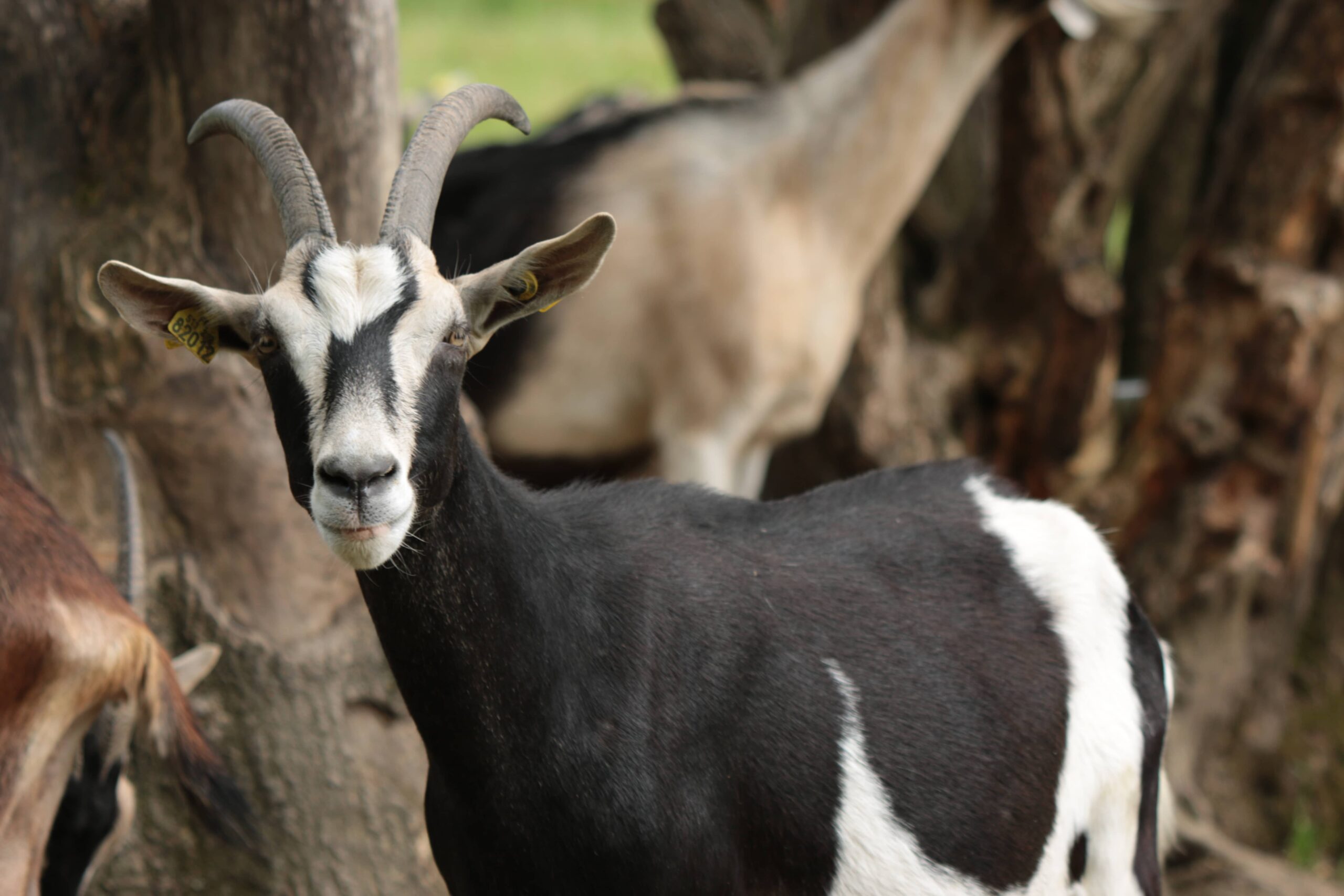 Chèvre des Savoie