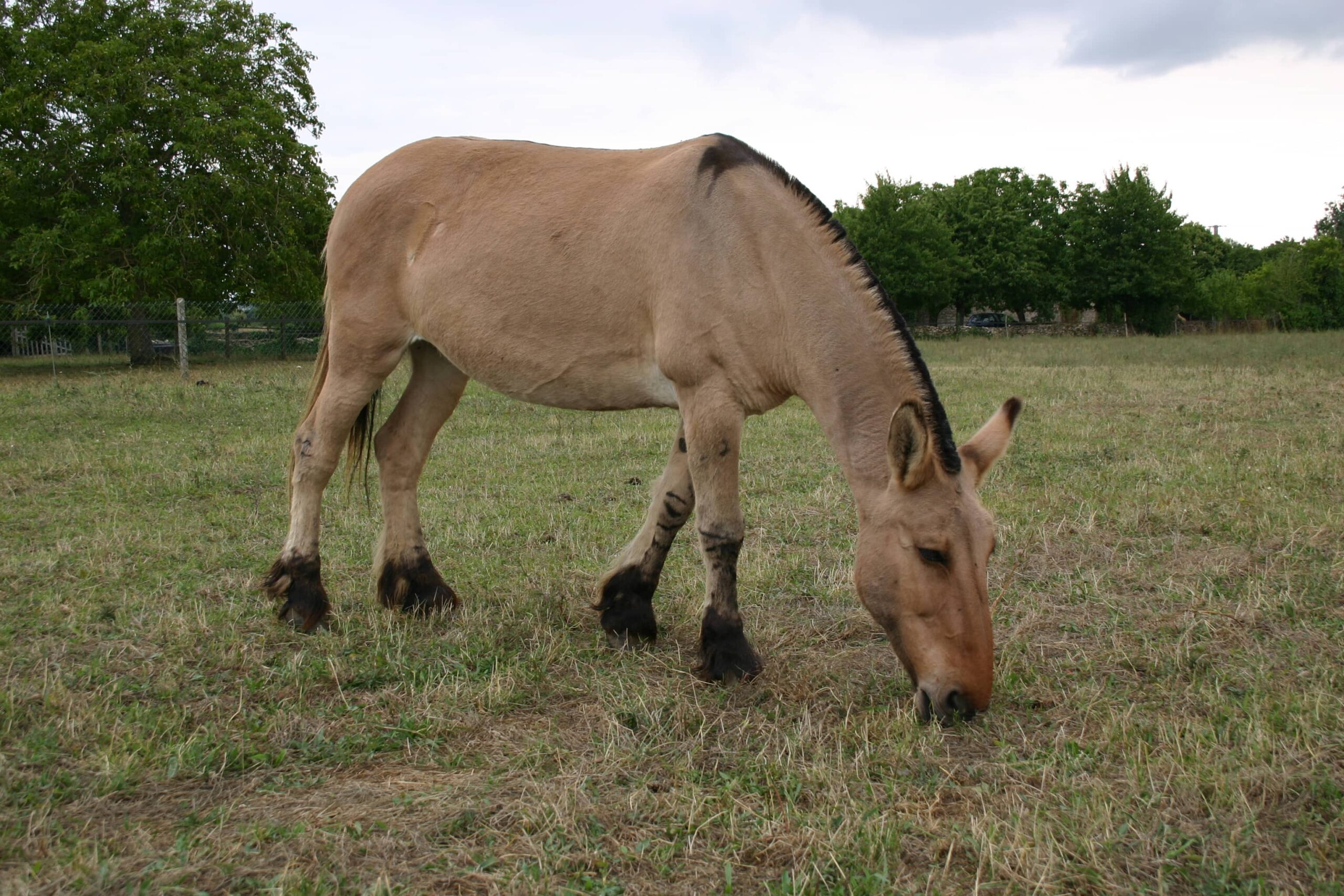 Mule Poitevine