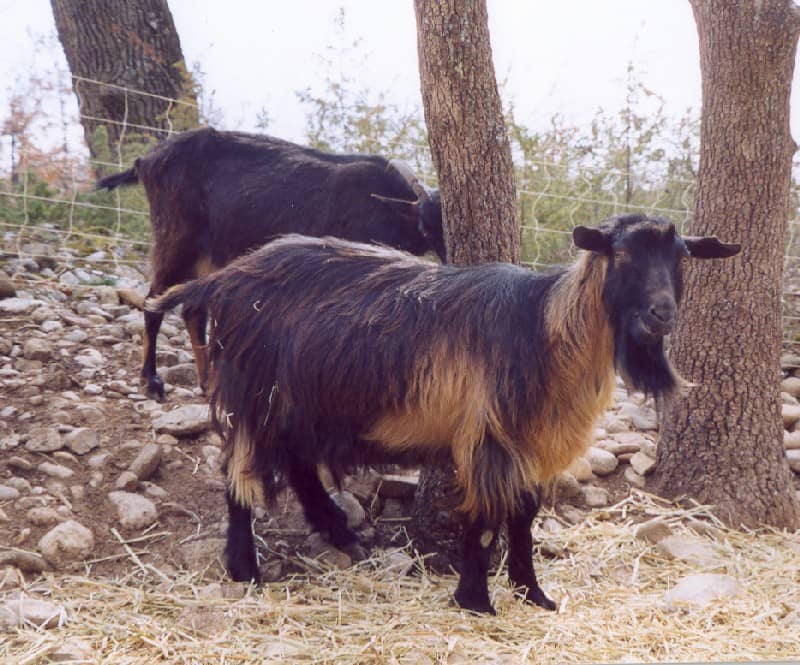 Chèvre Provençale