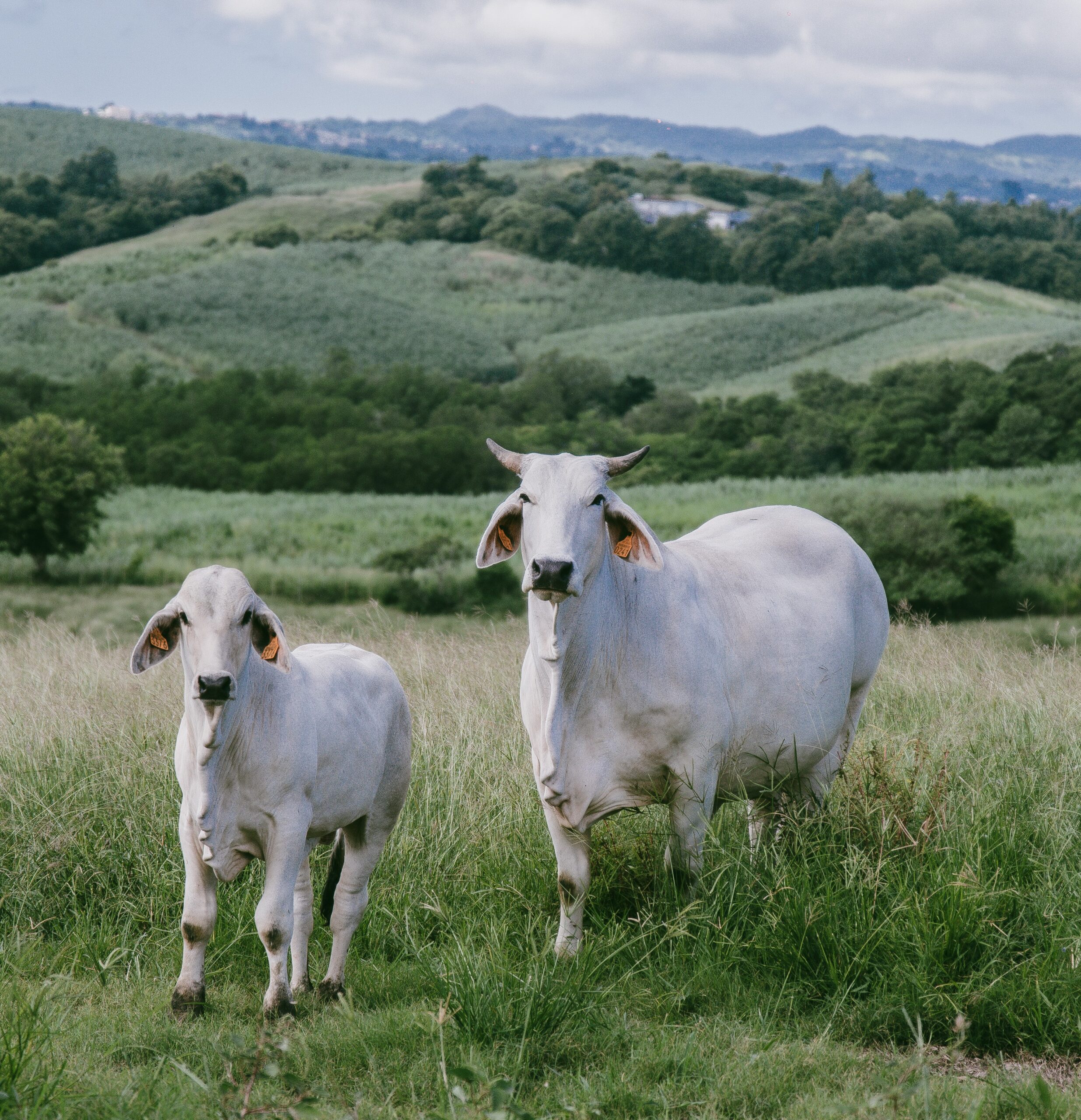 Brahman