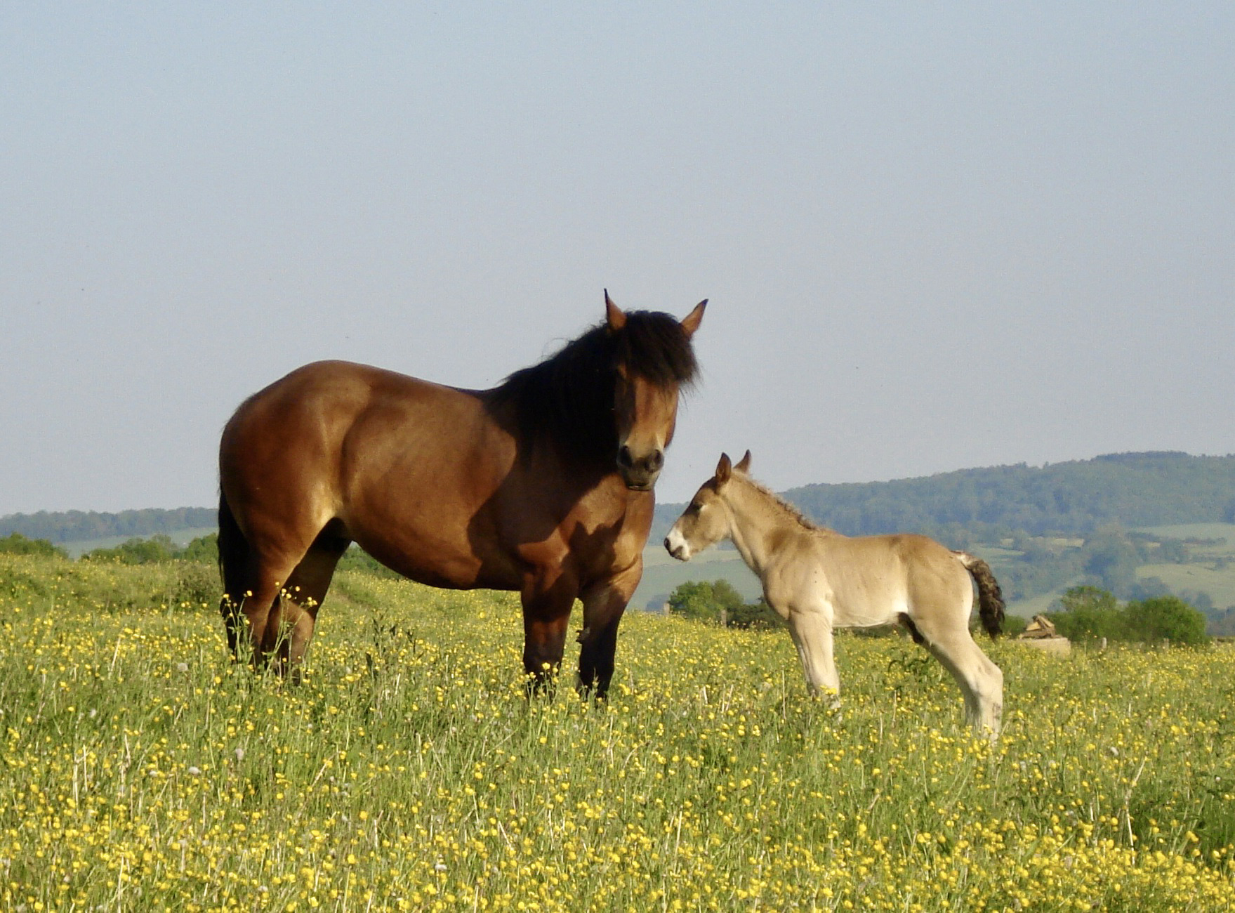 Trait Auxois