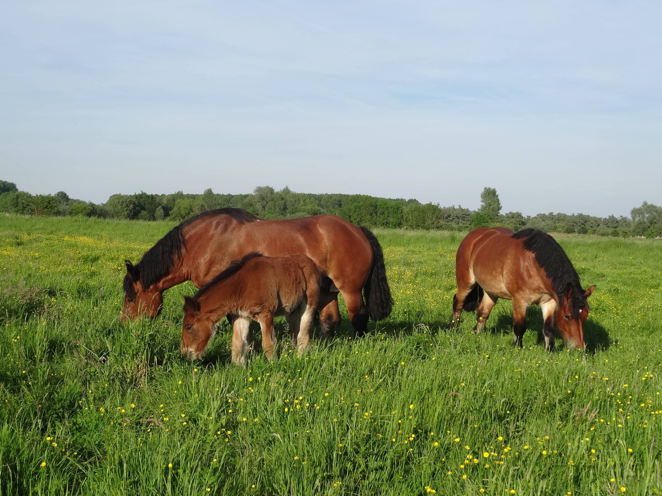 Trait du Nord