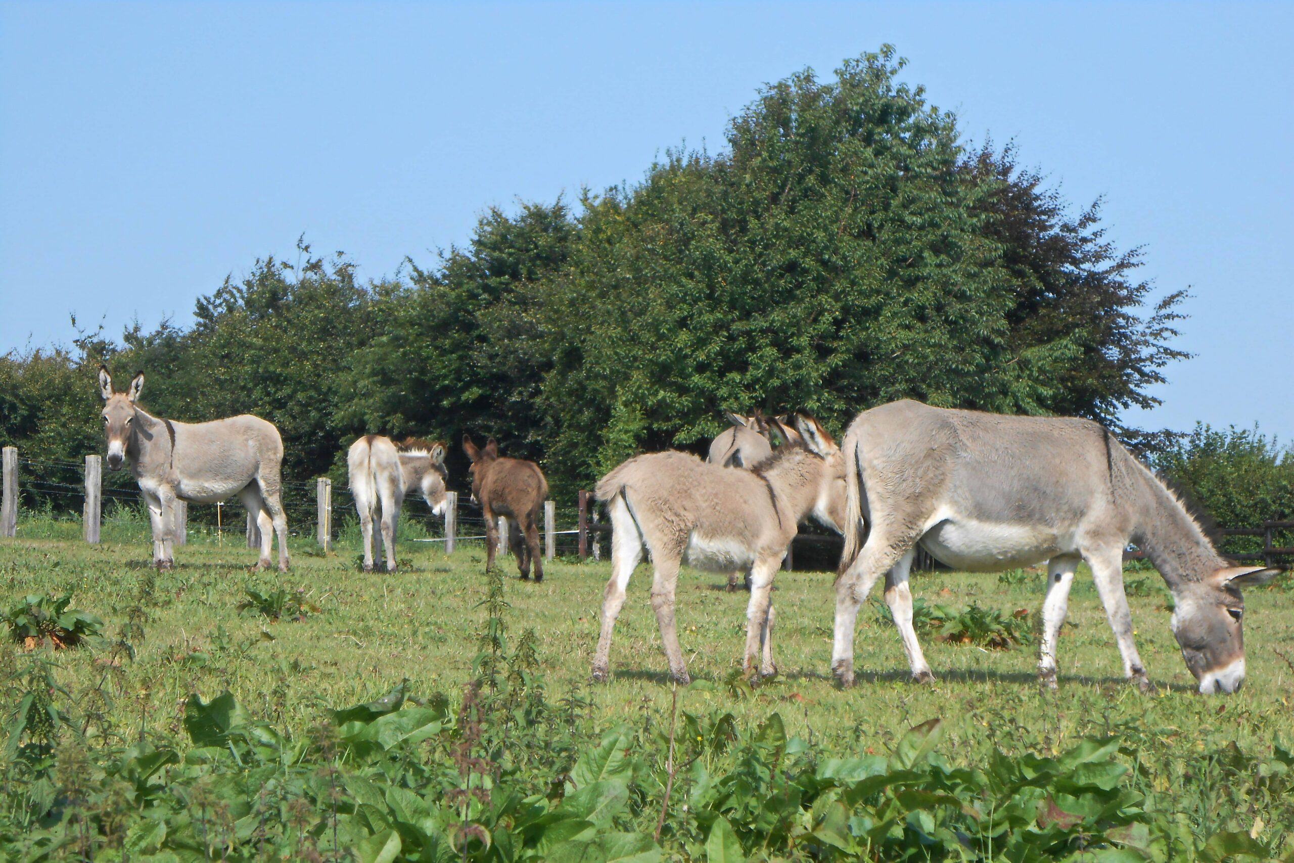 Âne du Cotentin