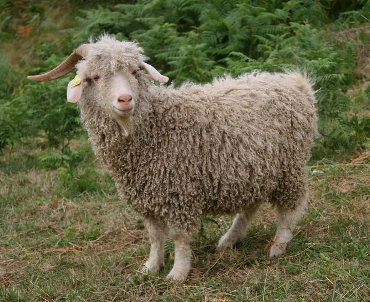 Angora