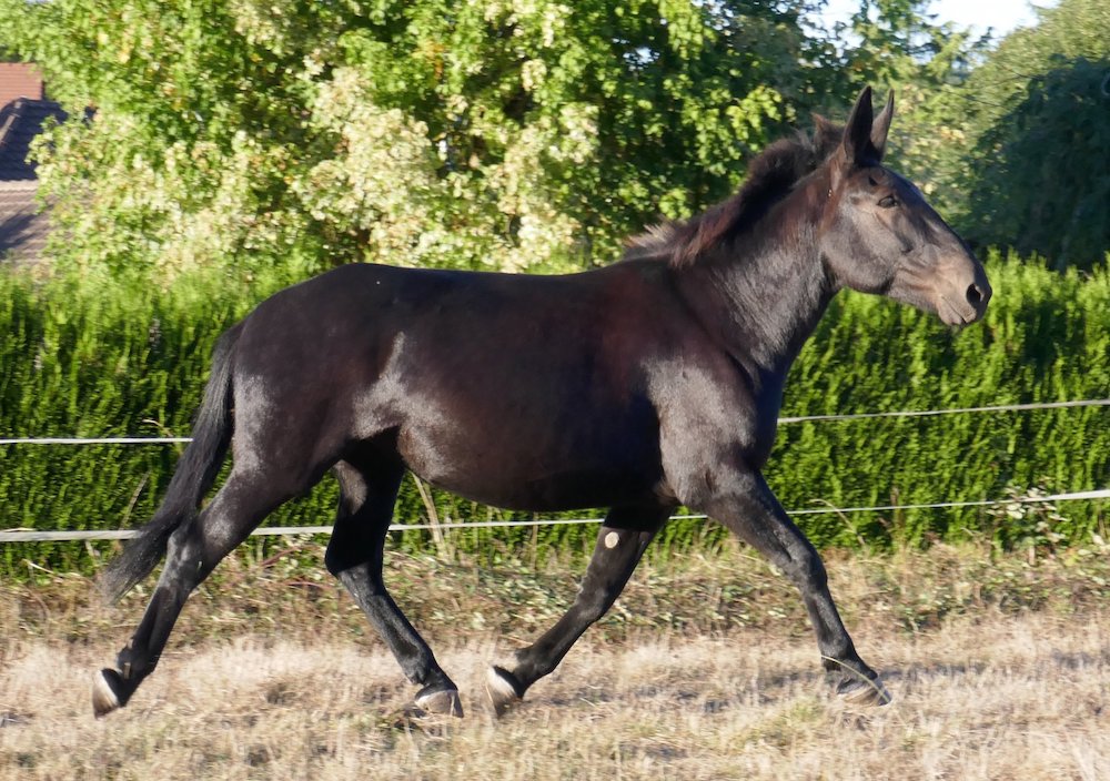 Mule des Pyrénées