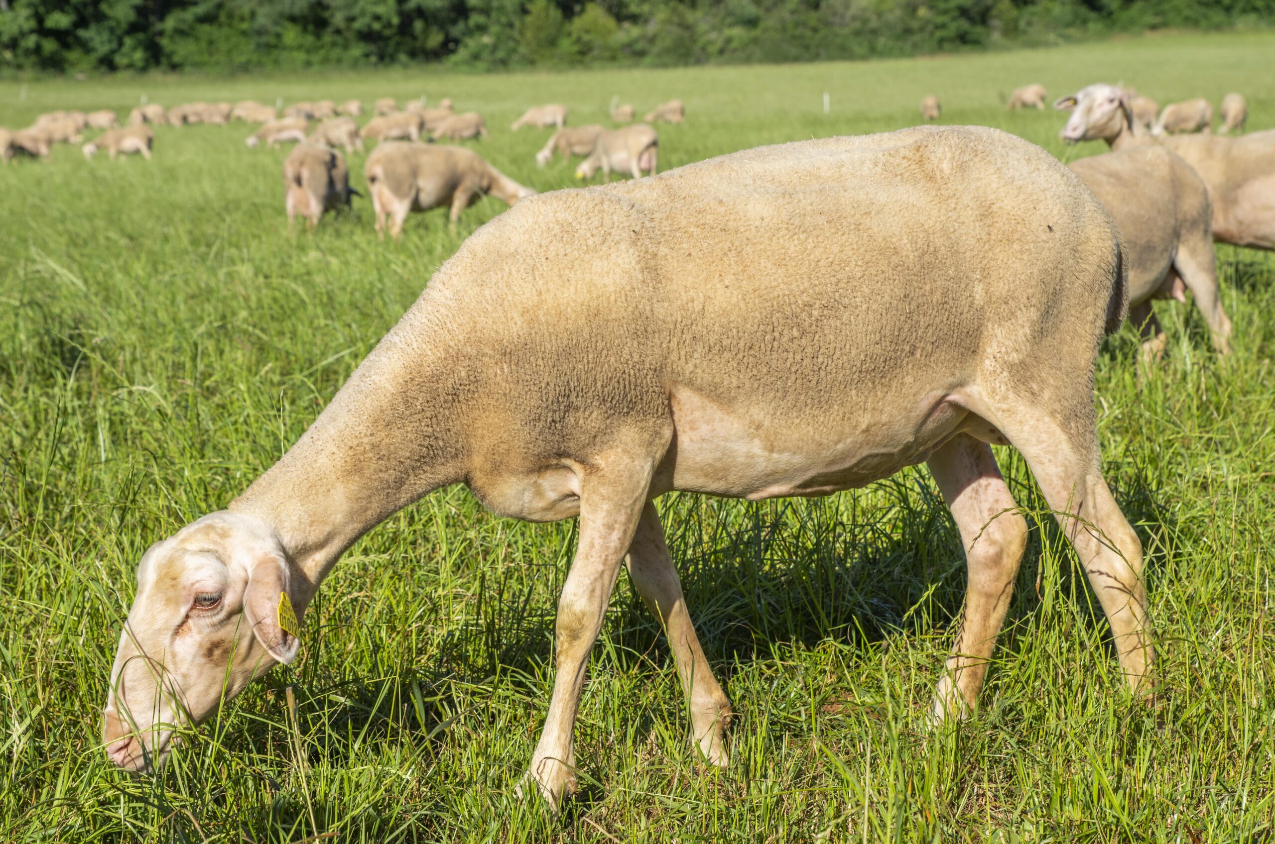 Lacaune lait