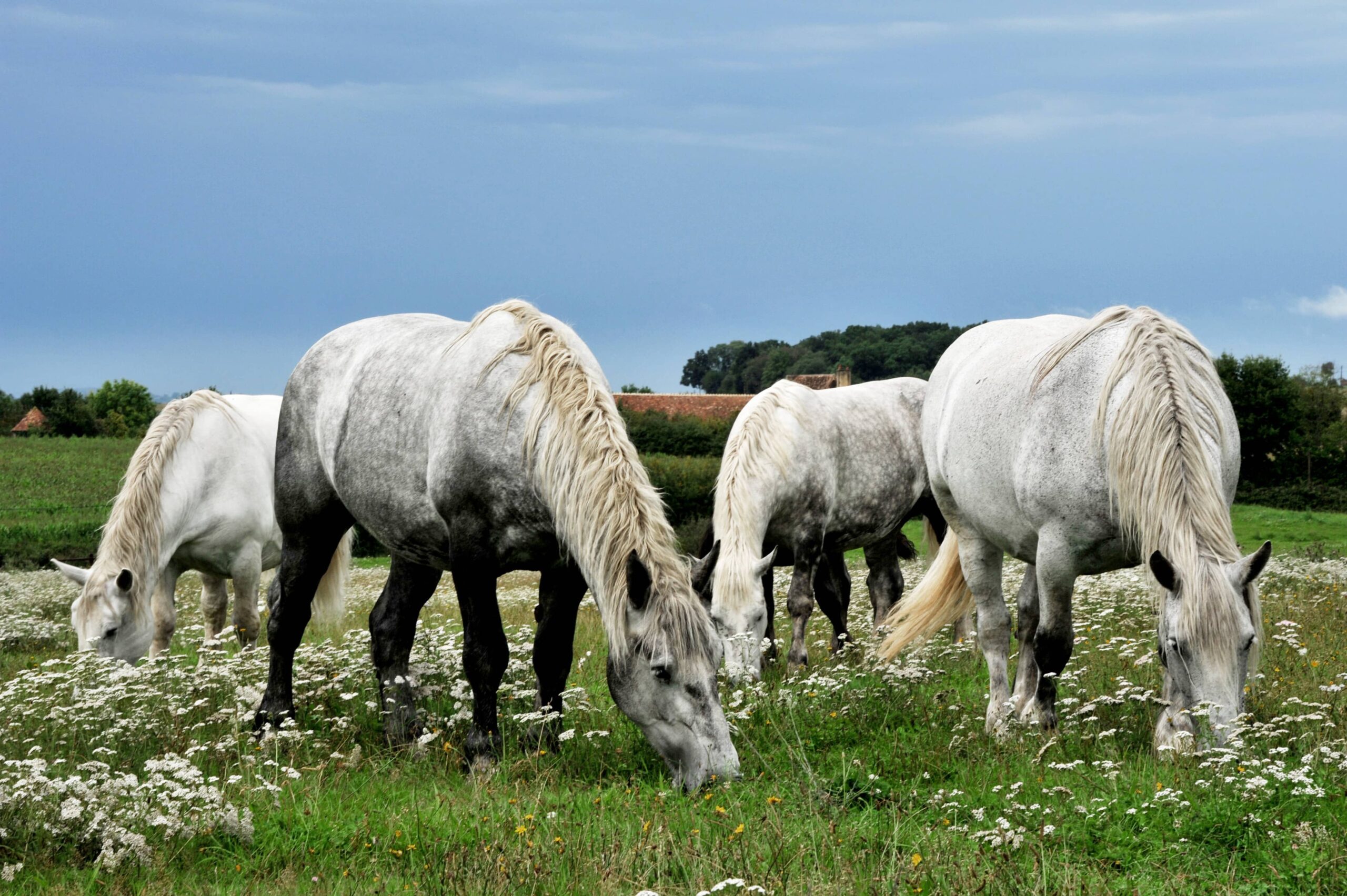 Percheron