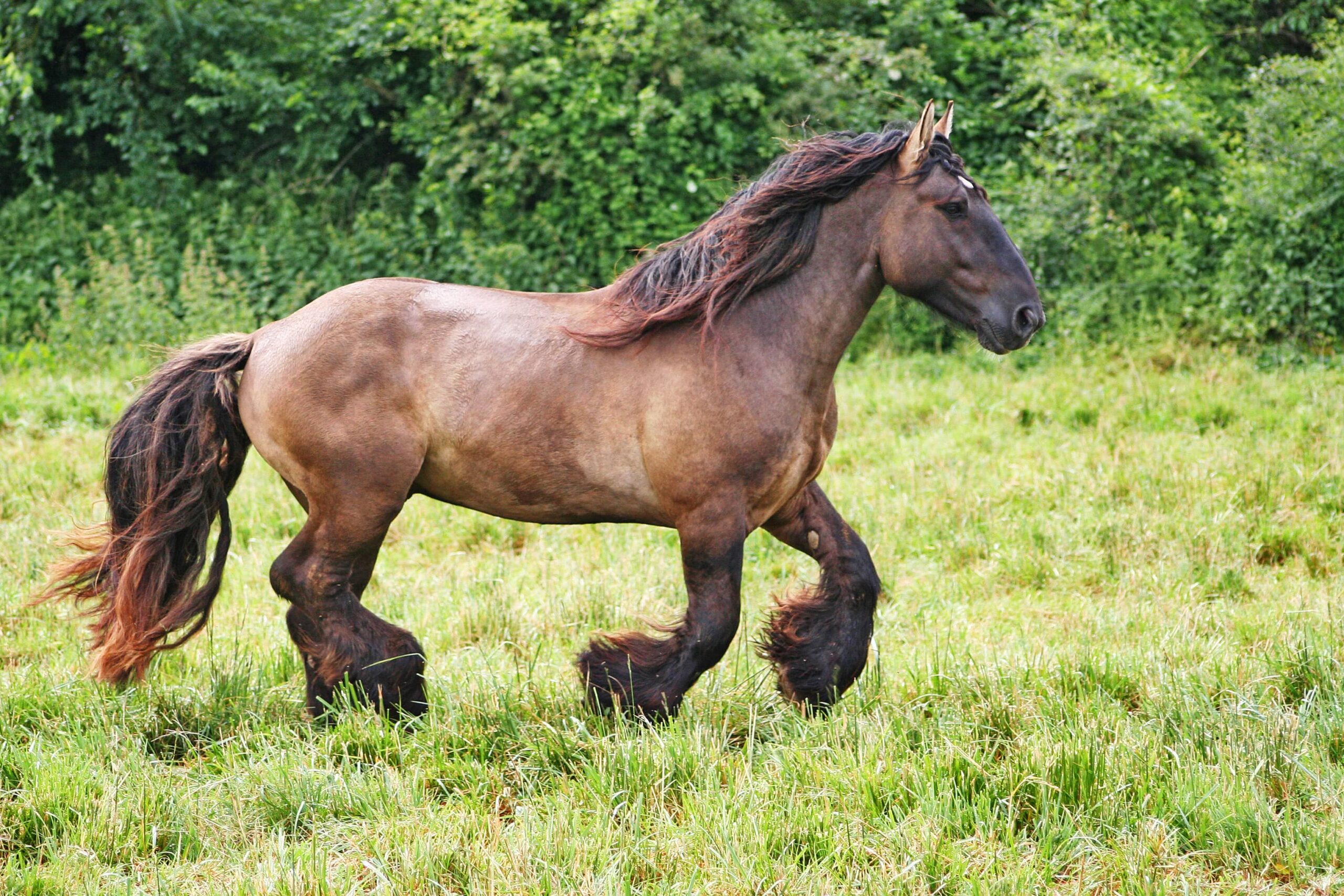 Trait Poitevin Mulassier