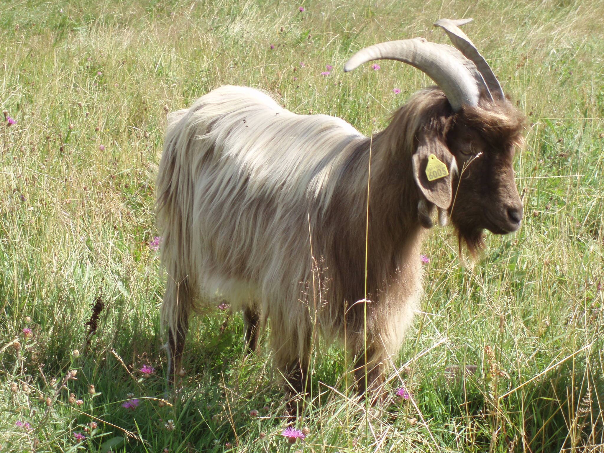 Chèvre des Pyrénées