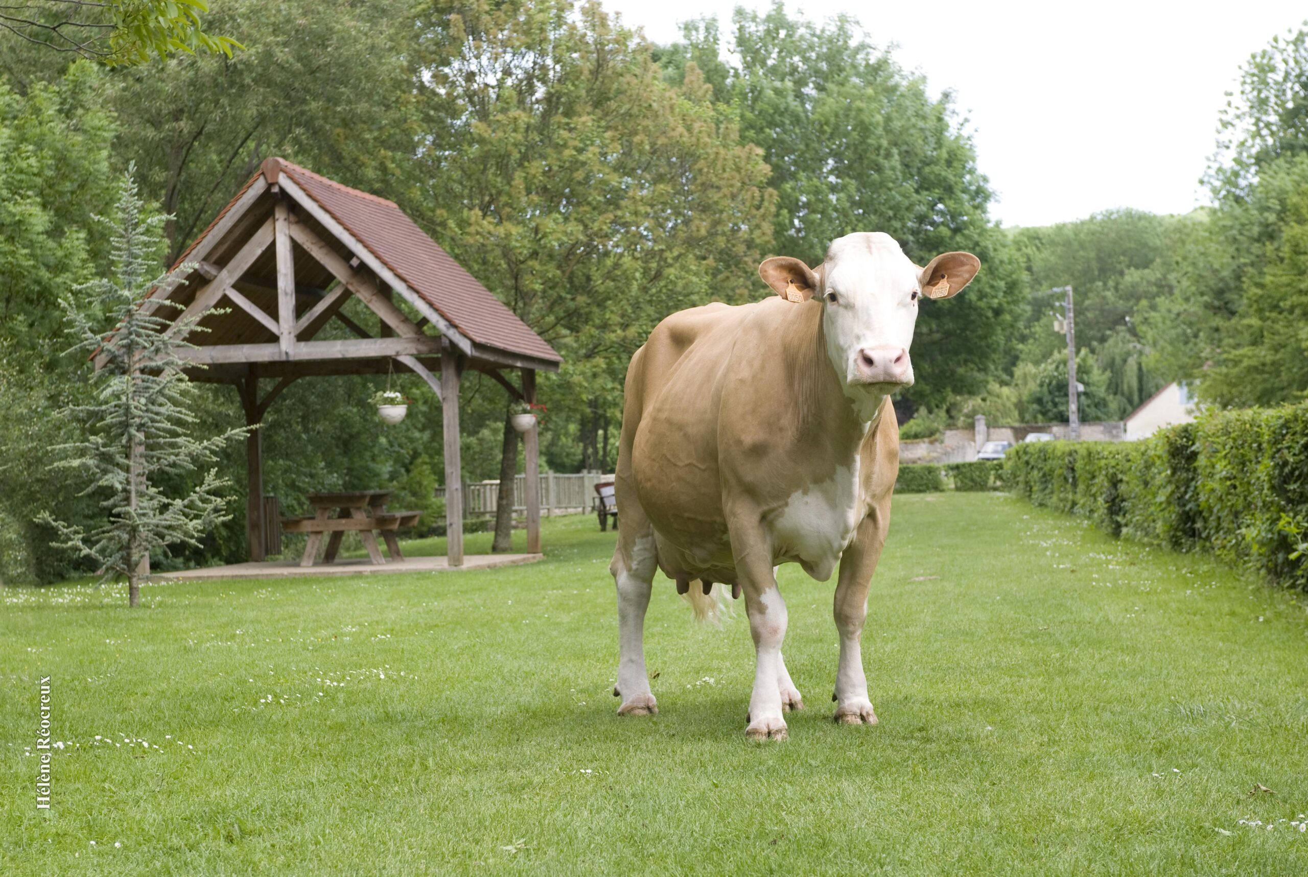 Simmental
