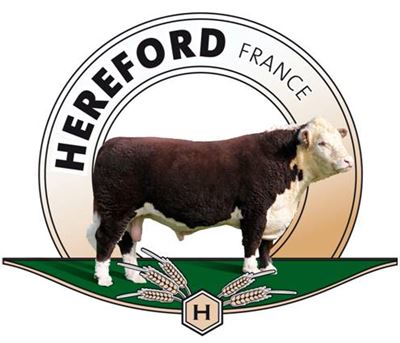 hereford